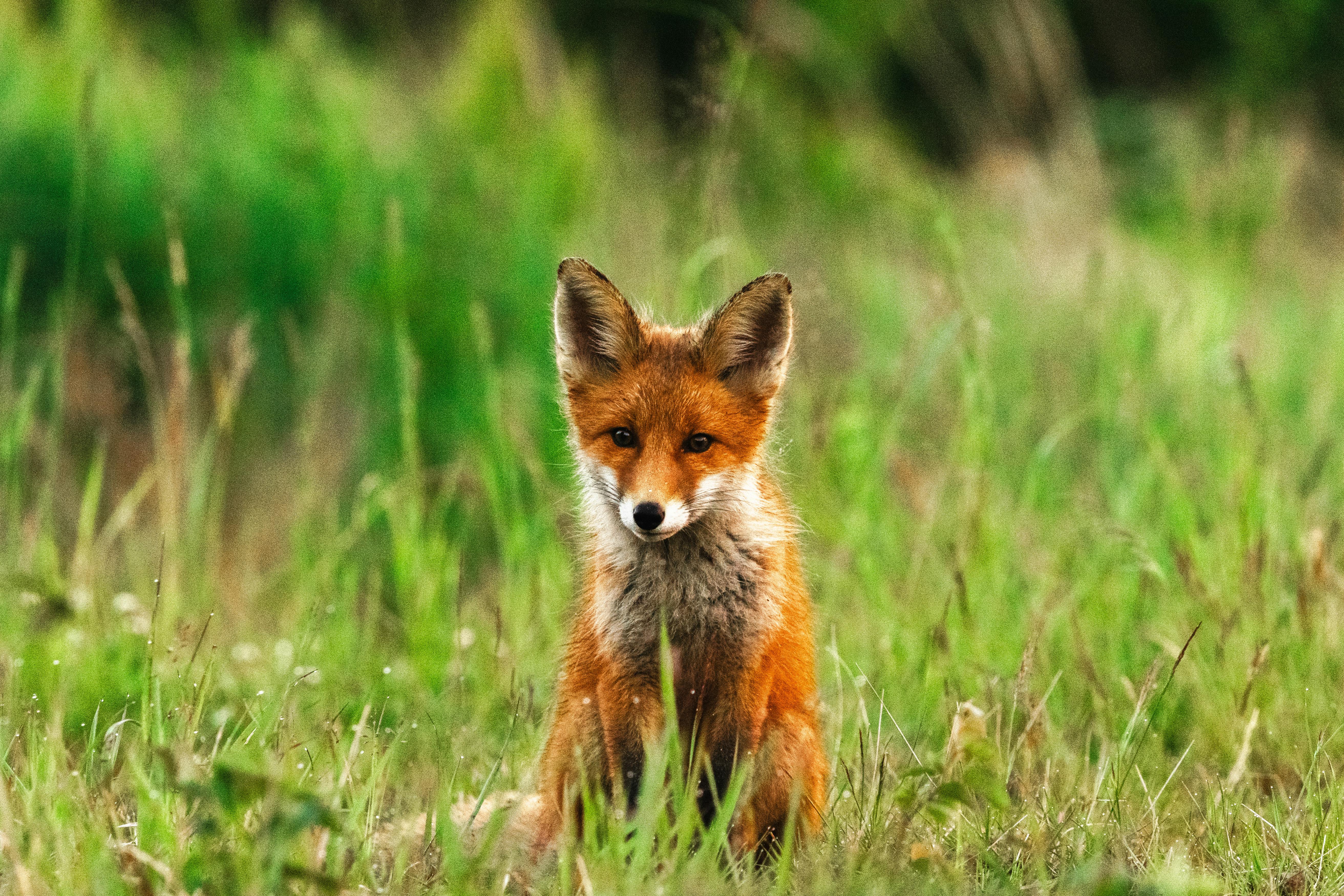 Portrait of a red fox sitting in a grassy field in Finland, showcasing its natural beauty.