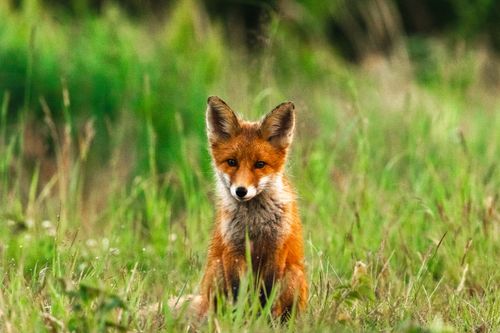 Free Portrait of a red fox sitting in a grassy field in Finland, showcasing its natural beauty. Stock Photo