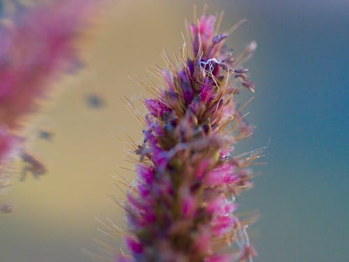Free Closeup of tender pink purple wildflower shot in soft focus in mild light in rural field Stock Photo