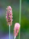 Tender oblong pink wildflowers shot in soft focus in fine weather in countryside