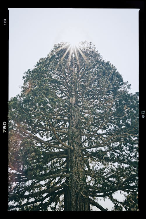 Free Tall Tree Stock Photo