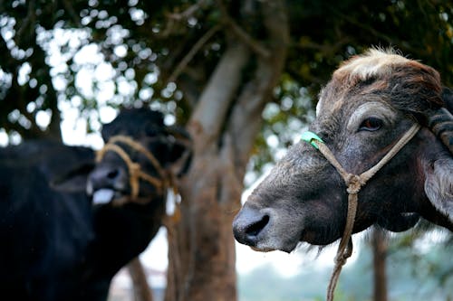 Foto d'estoc gratuïta de a l'aire lliure, agricultura, animal