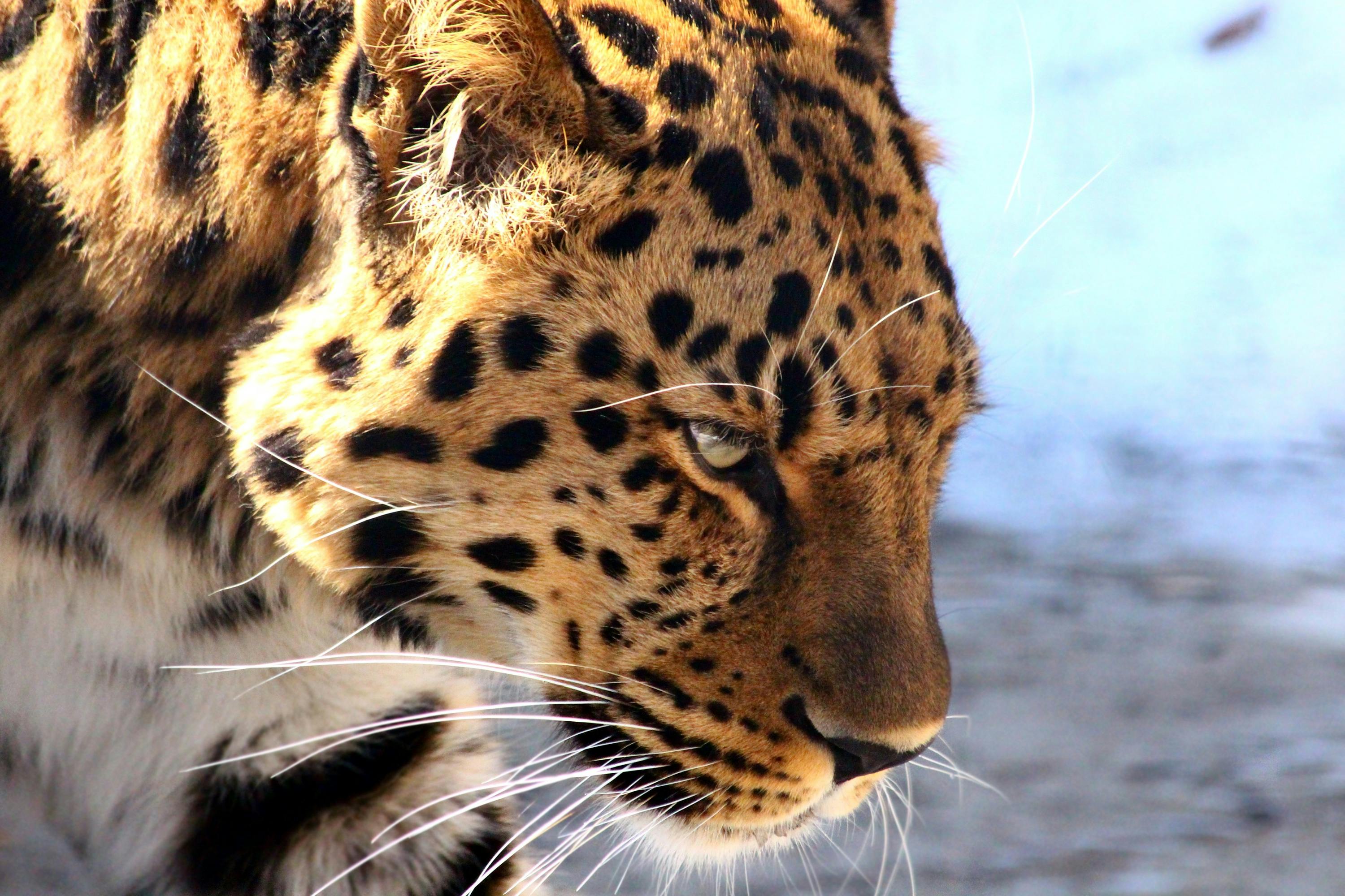 Leopard Wallpaper | Leopard wallpaper, Animals, Big cats