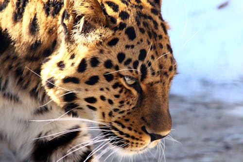 бесплатная Коричневый леопард Стоковое фото