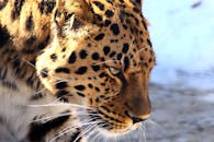 这是一张豹子的特写，它目光凶猛，皮毛布满美丽的斑点，正身处自然环境之中