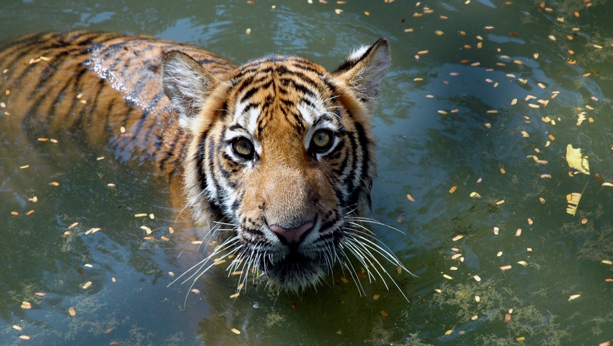 A tiger swimming in water