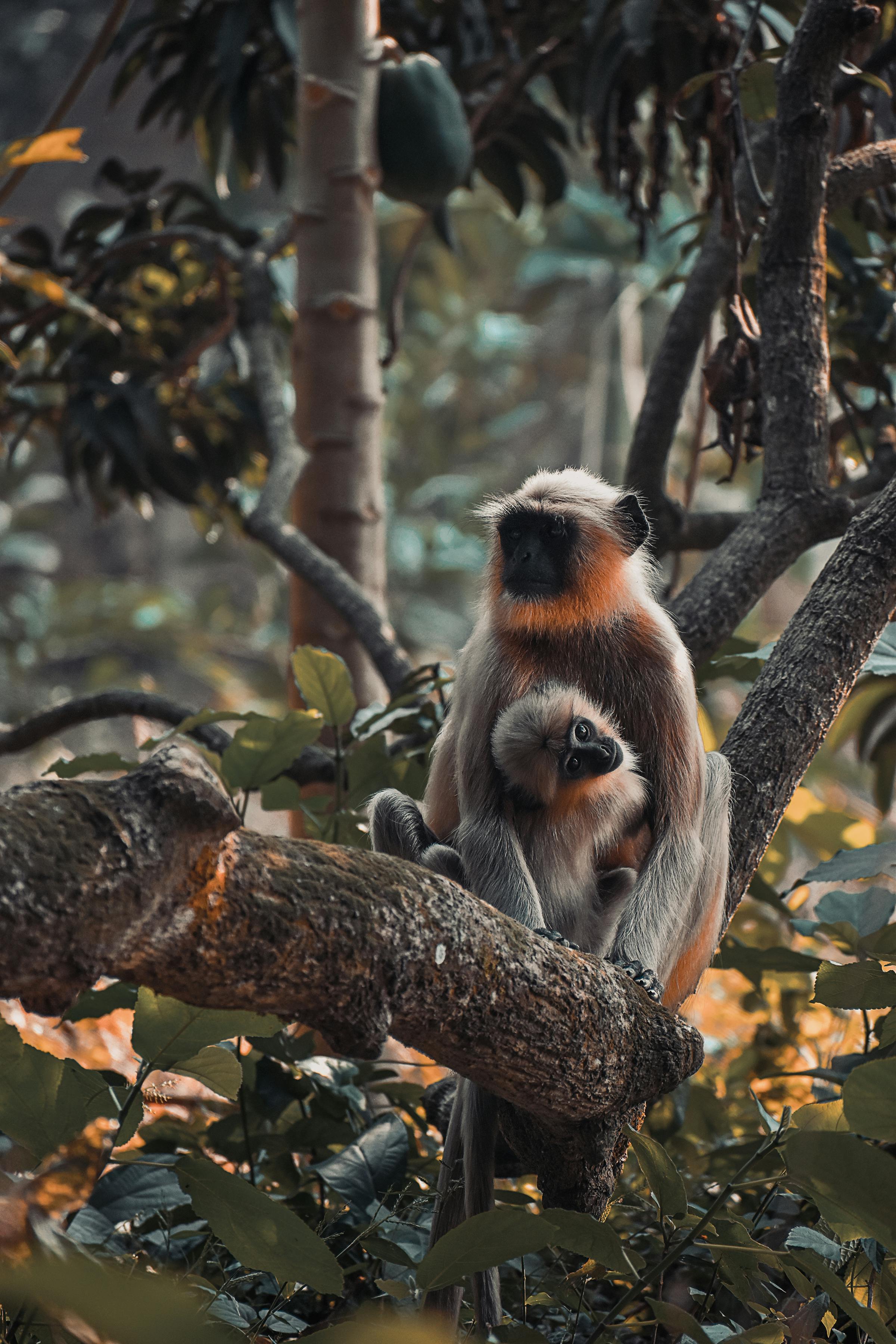 A serene scene of langur monkeys sitting on a branch in a forest. Perfect wildlife moment.
