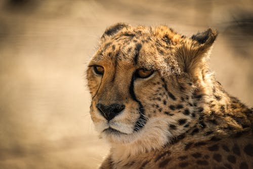 Free A close up of a cheetah looking at the camera Stock Photo