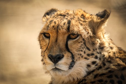Free A close up of a cheetah's face Stock Photo