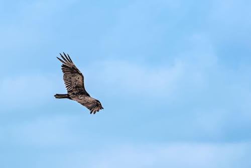 Foto profissional grátis de abutre, abutre de peru, amante da natureza