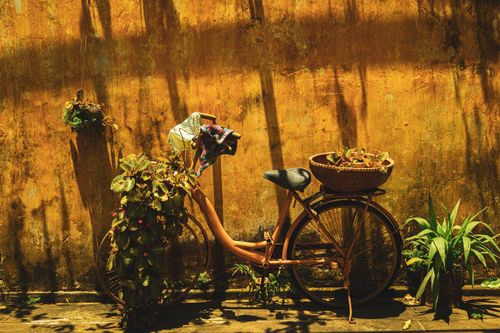Free A vintage bicycle with potted plants against an aged wall creates a charming rustic scene. Stock Photo