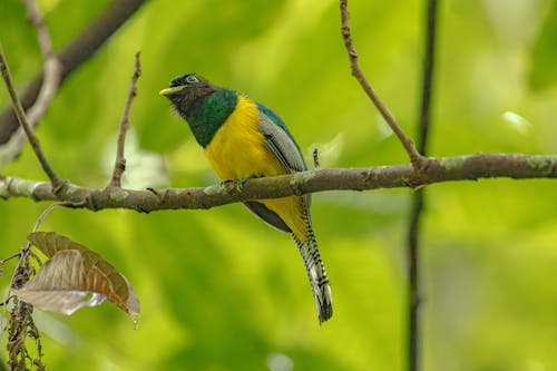 Free A bird is perched on a branch in the forest Stock Photo