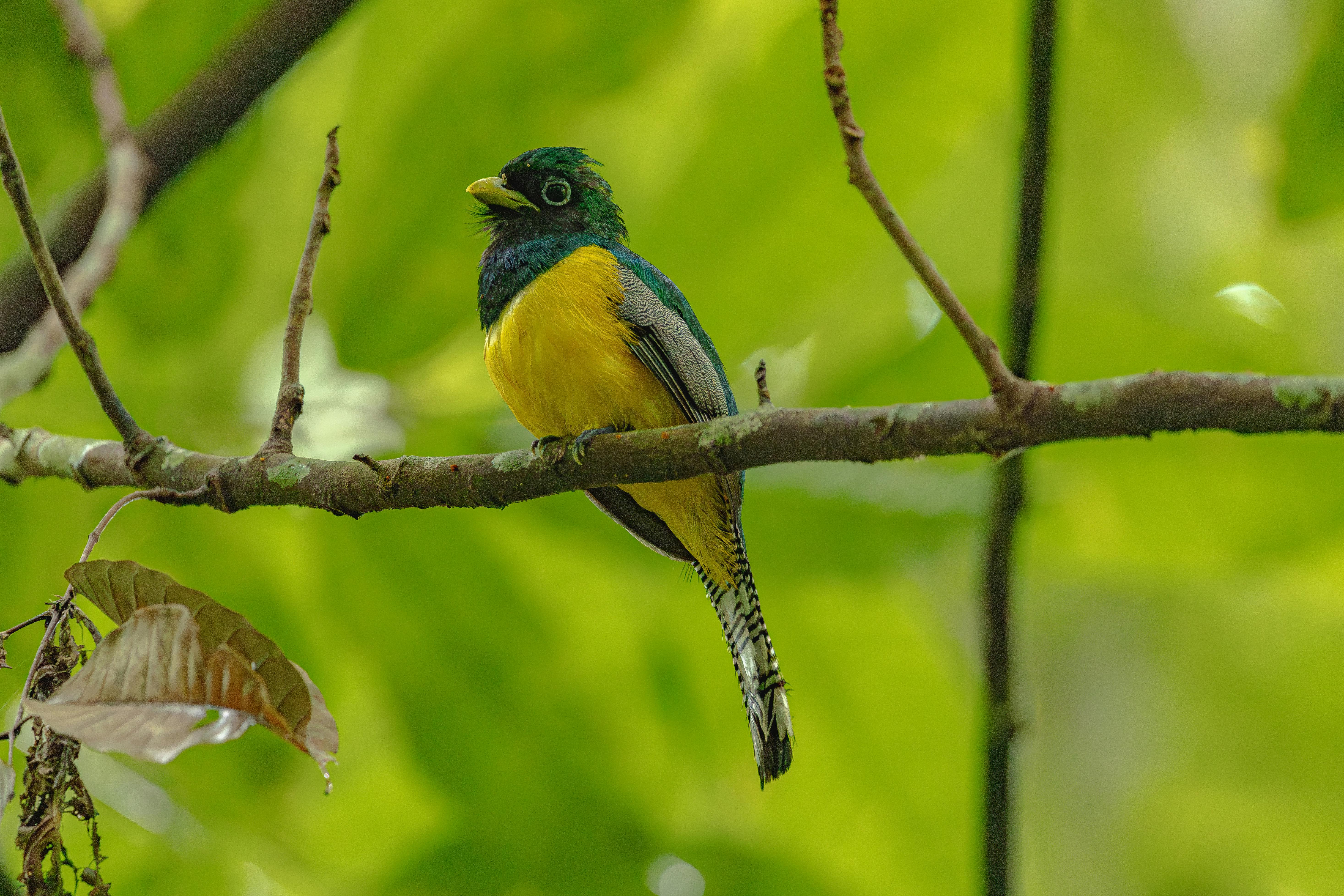 close up of perched amazon black throated trogon