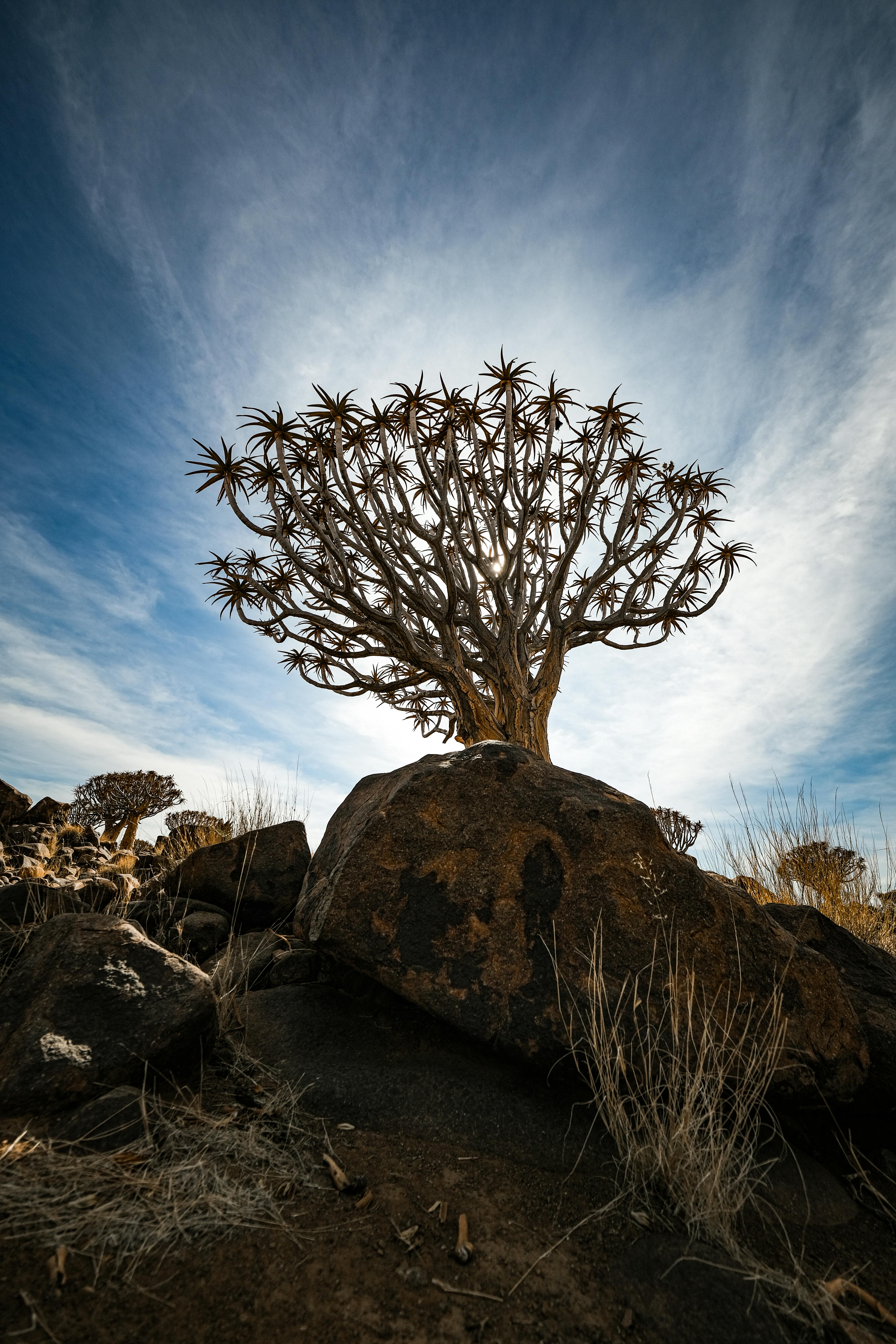 Biofarm insights image