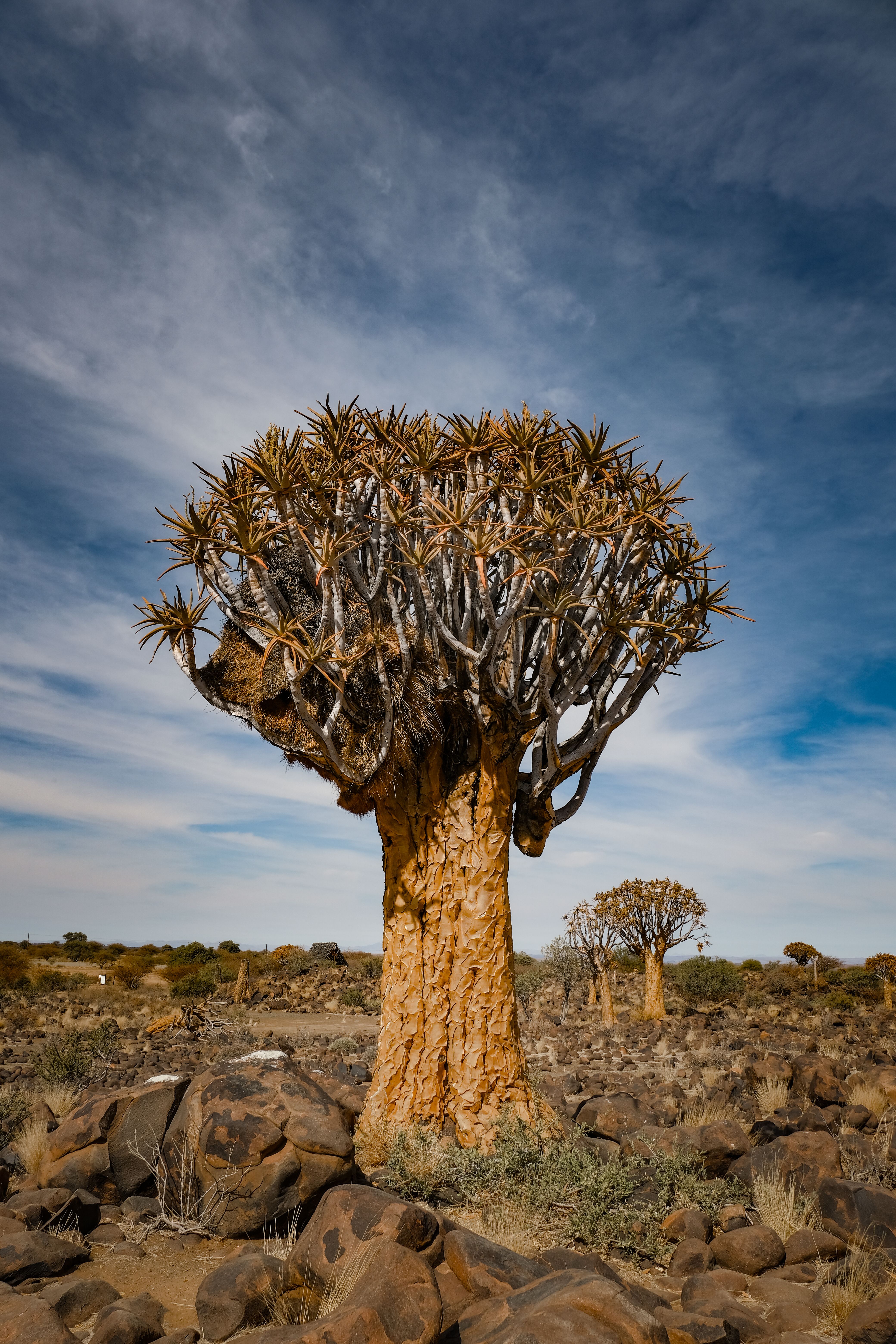 Tree in Arid Countryside · Free Stock Photo