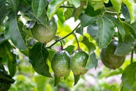 葡萄藤上挂满了充满活力的绿色百香果，四周是郁郁葱葱的室外叶子