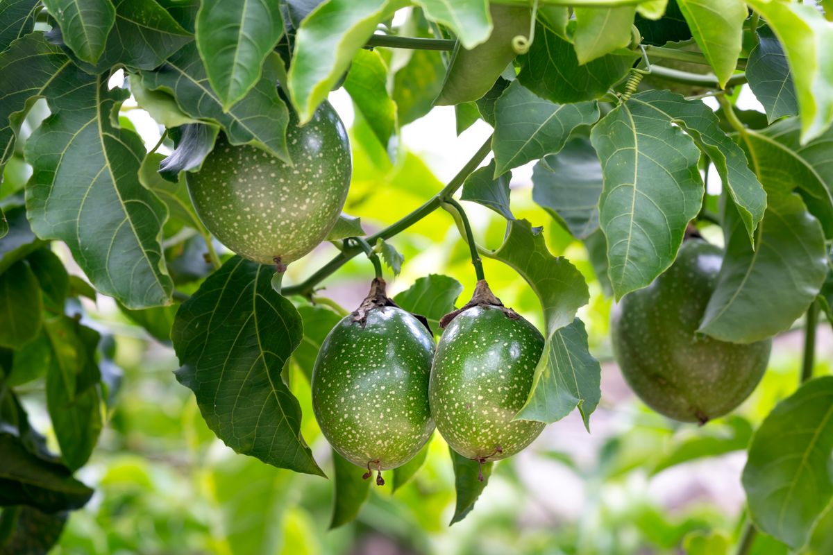 Grenadille, maracuja : le fruit de la passion - 5. Choisir, conserver et préparer le maracuja