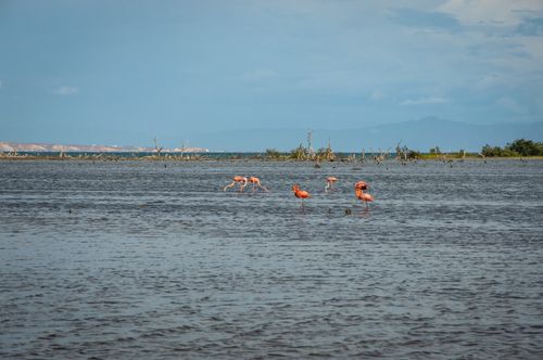 Free Pink flamingos wading through a tranquil lake, showcasing natural beauty and wildlife. Stock Photo