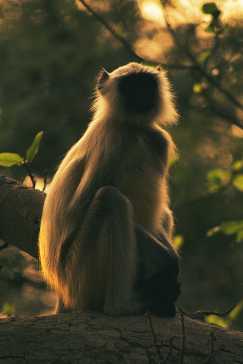 Fotobanka s bezplatnými fotkami na tému cicavec, divočina, estetický