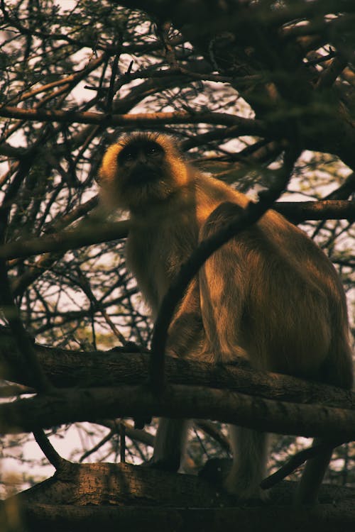 Fotobanka s bezplatnými fotkami na tému bábätko, cicavec, divočina