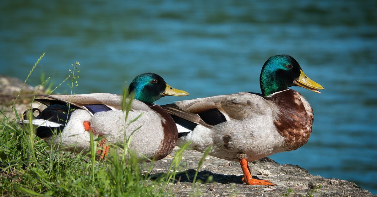Two male mallard ducks resting on the shores of Lake Garda, Italy.