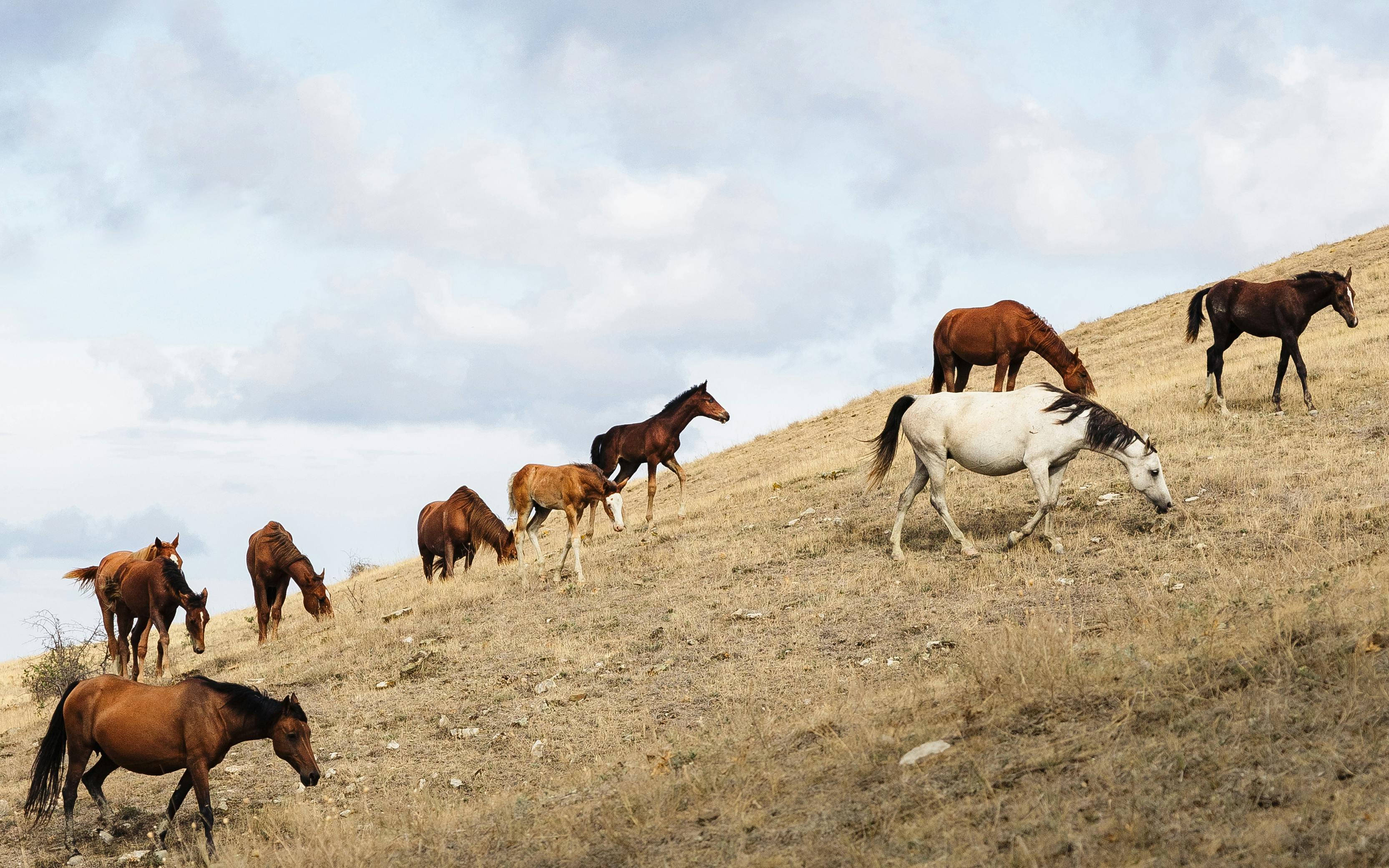 herd of horses on grassland