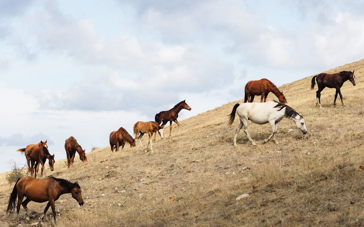 Photos gratuites de @extérieur, agriculture, animal