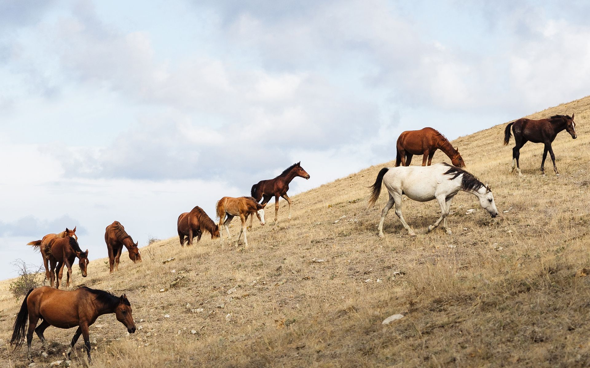 A group of horses are grazing on a hill