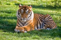 Tiger lying on green grass