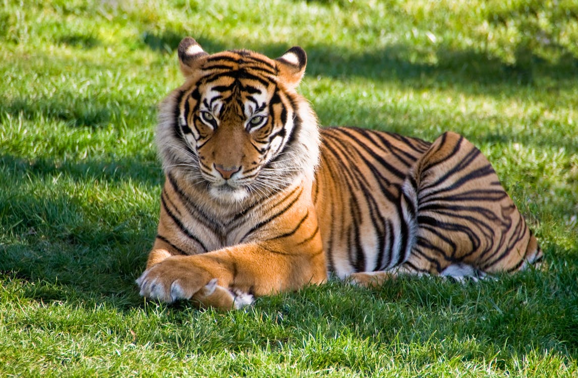Free Tiger lying on green grass Stock Photo