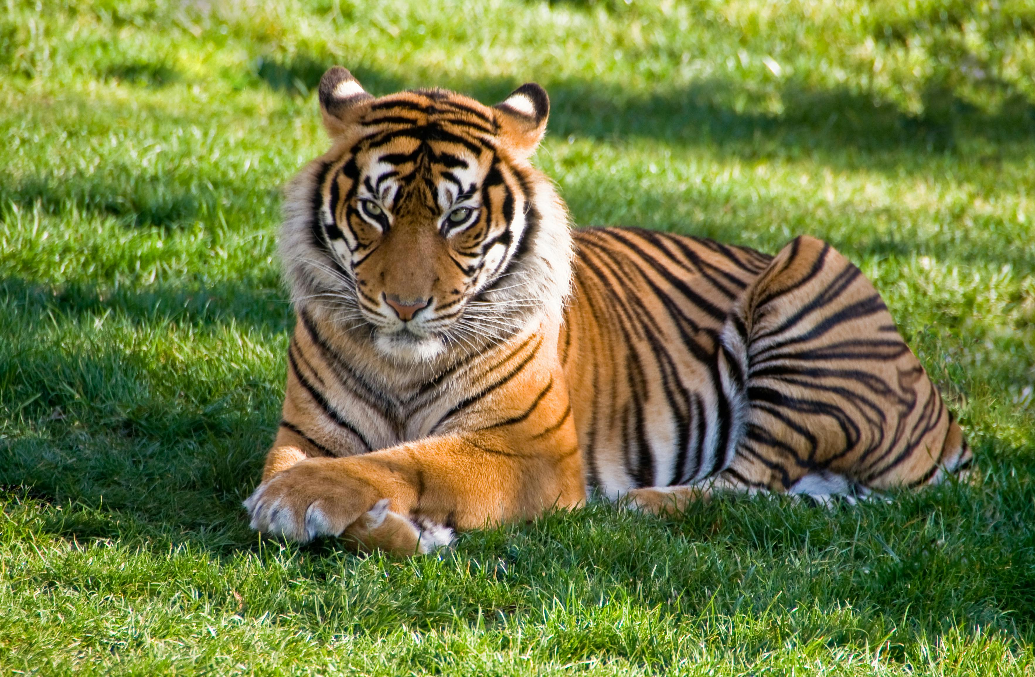 giant wild cats