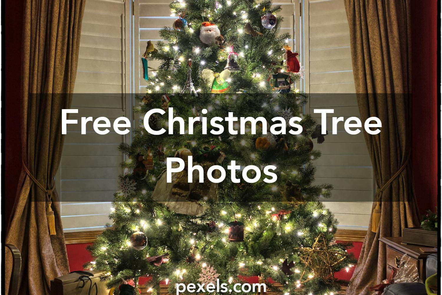 1000 Great Christmas Tree Photos Pexels Free Stock Photos