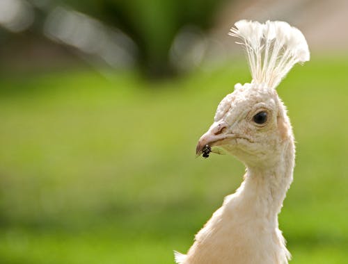 Free White Peafowl Stock Photo
