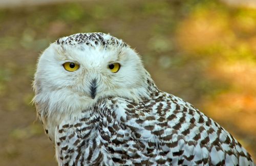 Free A stunning close-up of a snowy owl with piercing yellow eyes in a serene outdoor setting. Stock Photo
