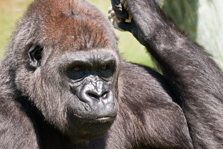 Close Up Photo Of Black Gorilla