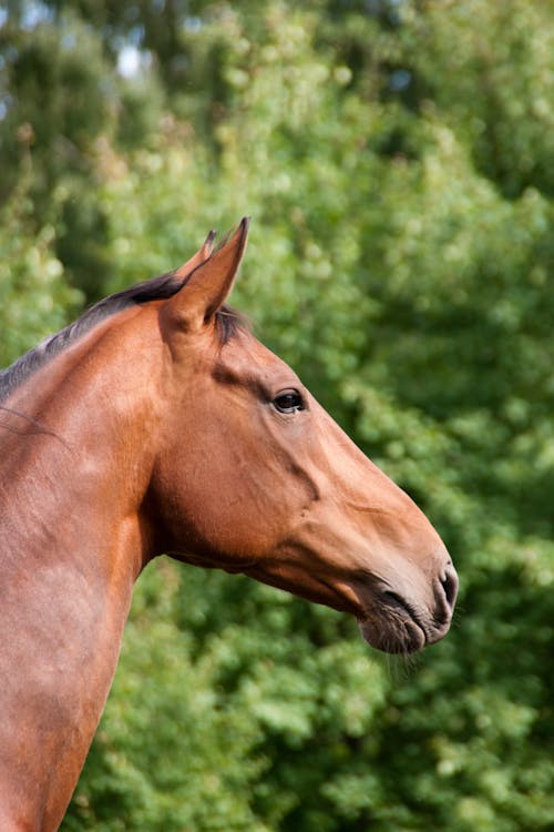 Free Head of Brown Horse Stock Photo