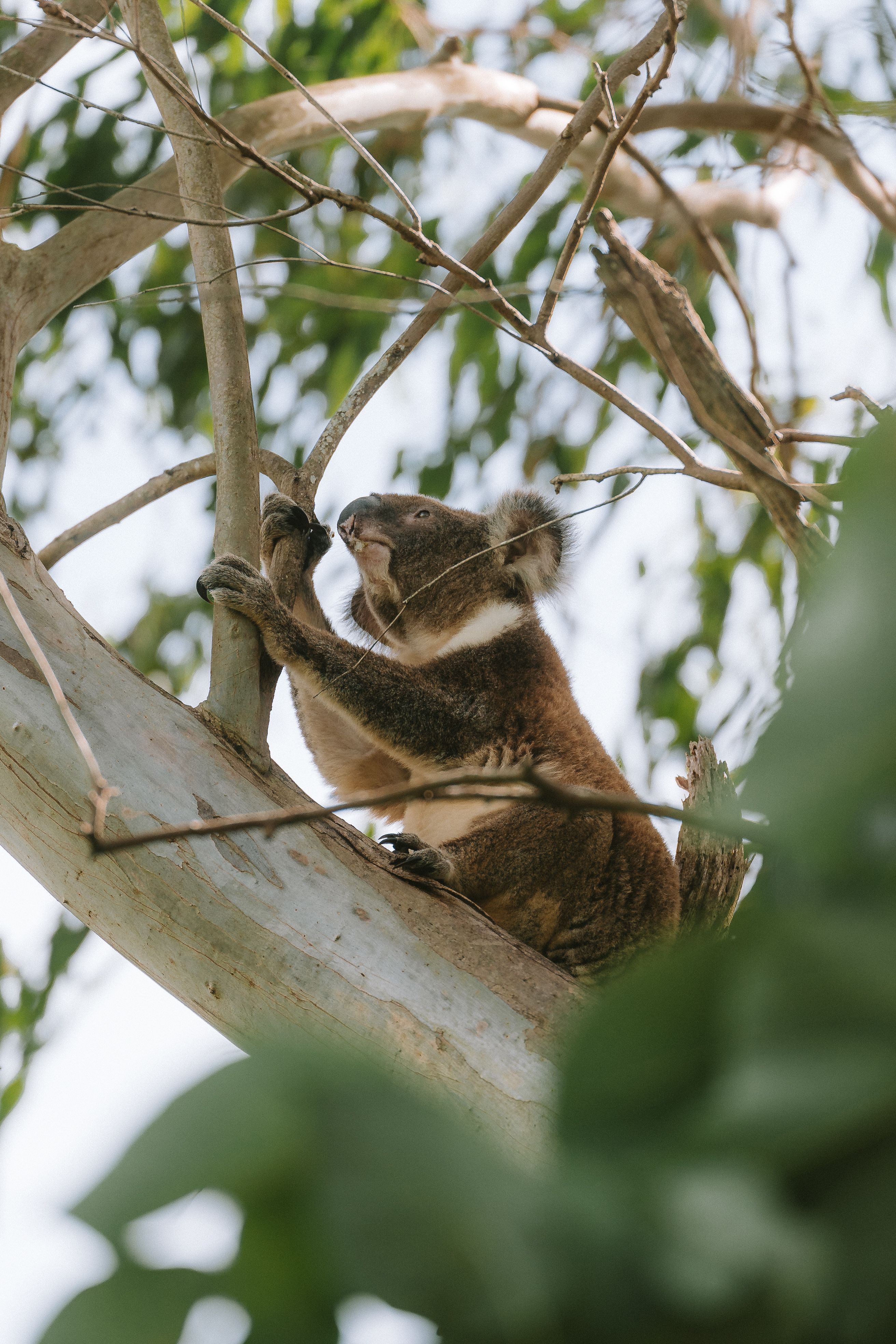 gratis Koala Op Boom Stockfoto