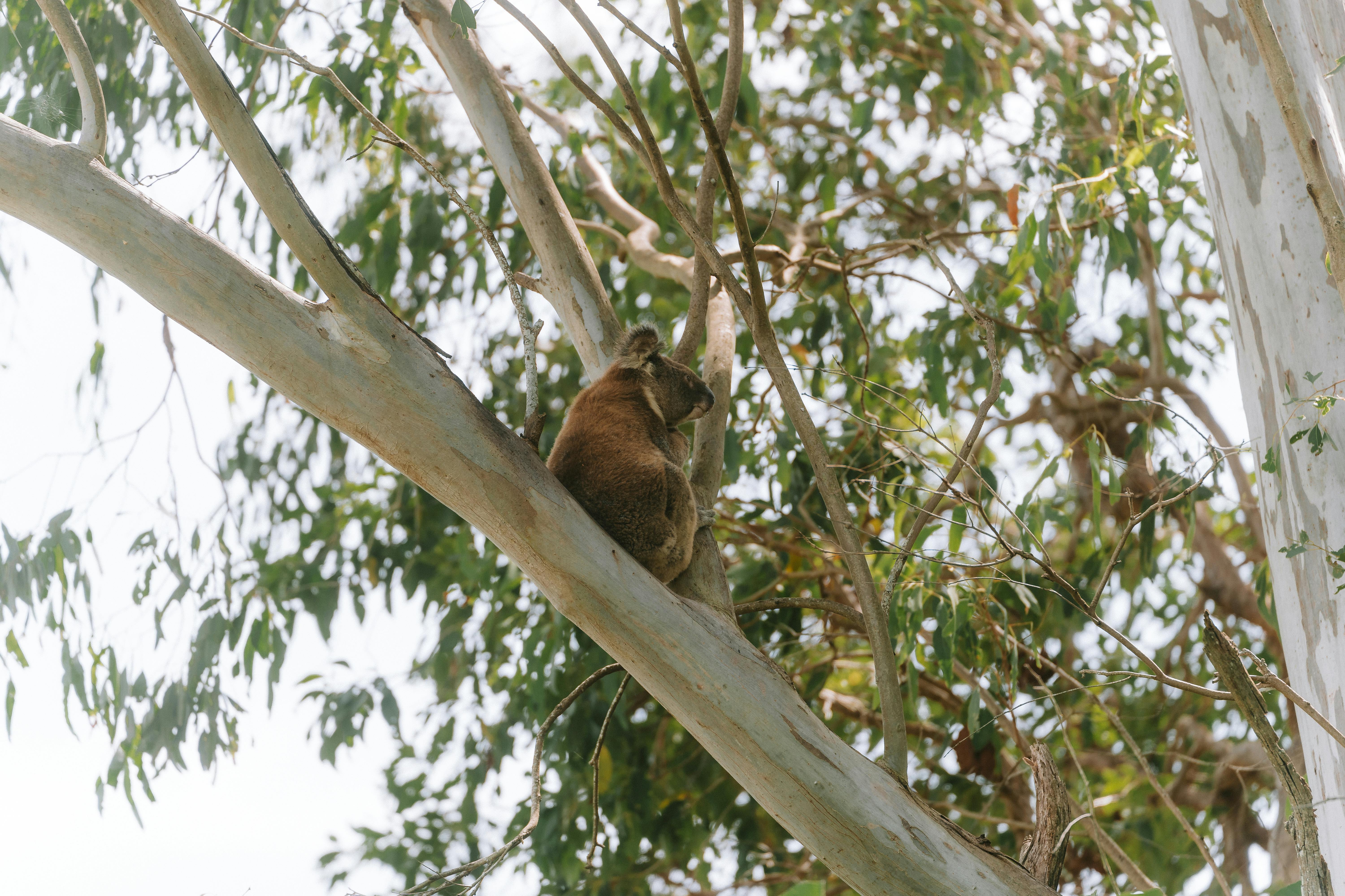 koala bear on a tree