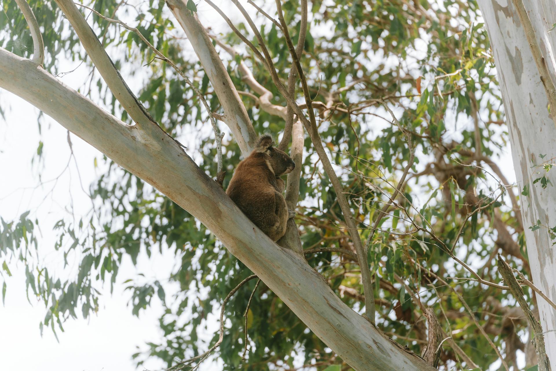 Koala Bear on a Tree