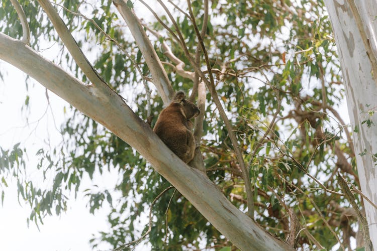 Koala Bear On A Tree