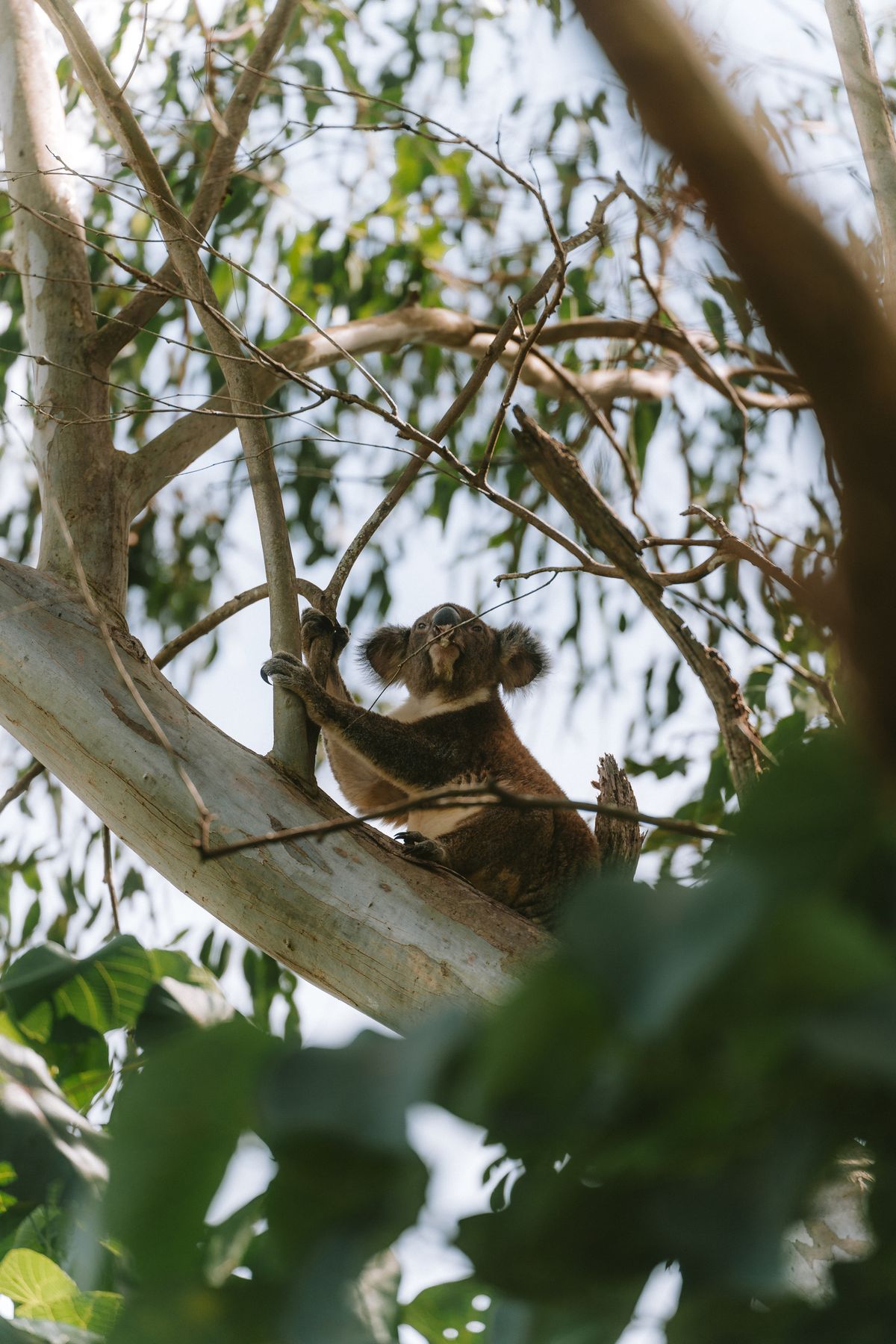 Koala resting in a eucalyptus tree, Queensland