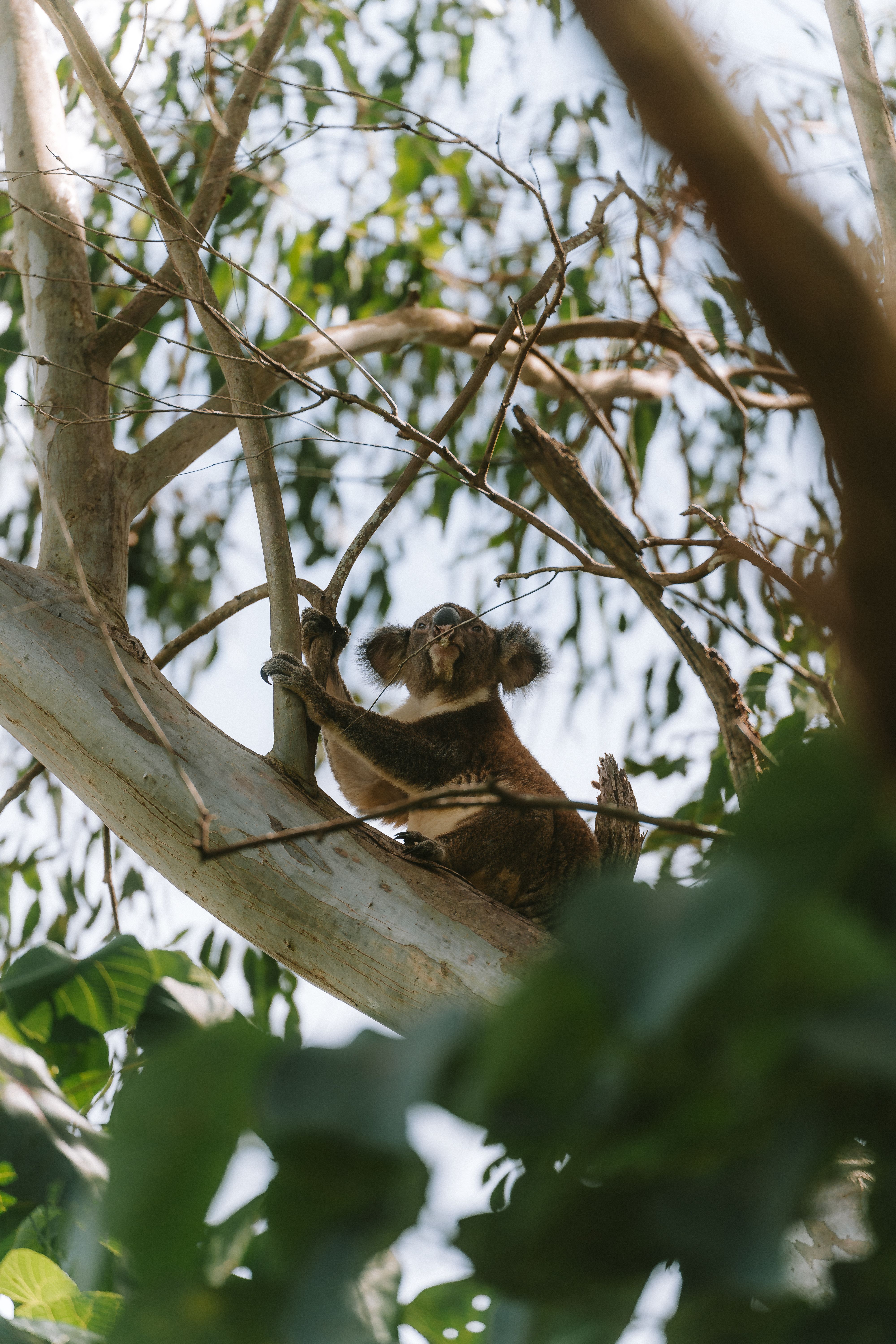 Gratis stockfoto met Australië, australisch icoon, australische dieren in het wild Stockfoto