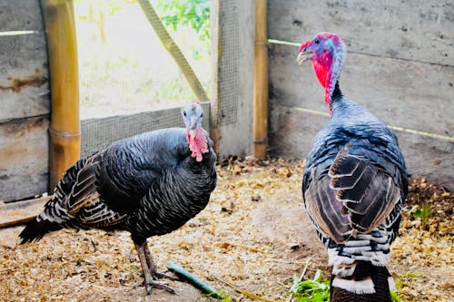 Fotos de stock gratuitas de Acción de gracias, anidando, aves