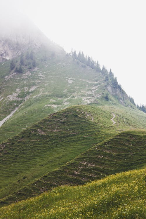 Imagine de stoc gratuită din arbori, aventură, călătorie