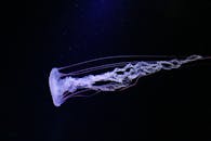 一只令人惊叹的水母优雅地游在深蓝色的海洋深处，展示了其精致的半透明形态