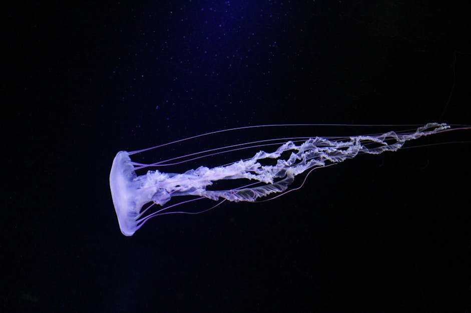 Blue Jellyfish · Free Stock Photo