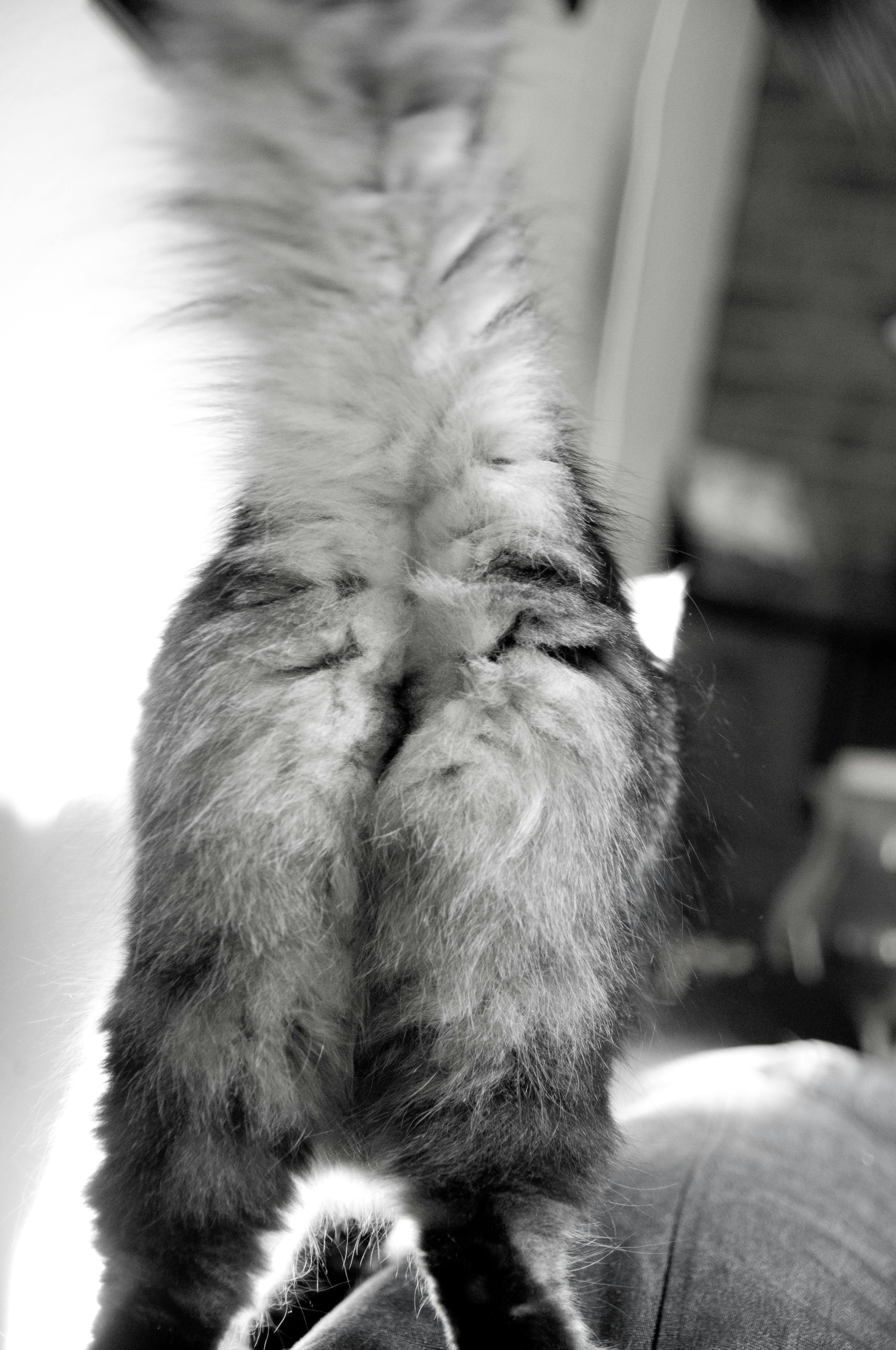 Free stock photo of cat butt, cats