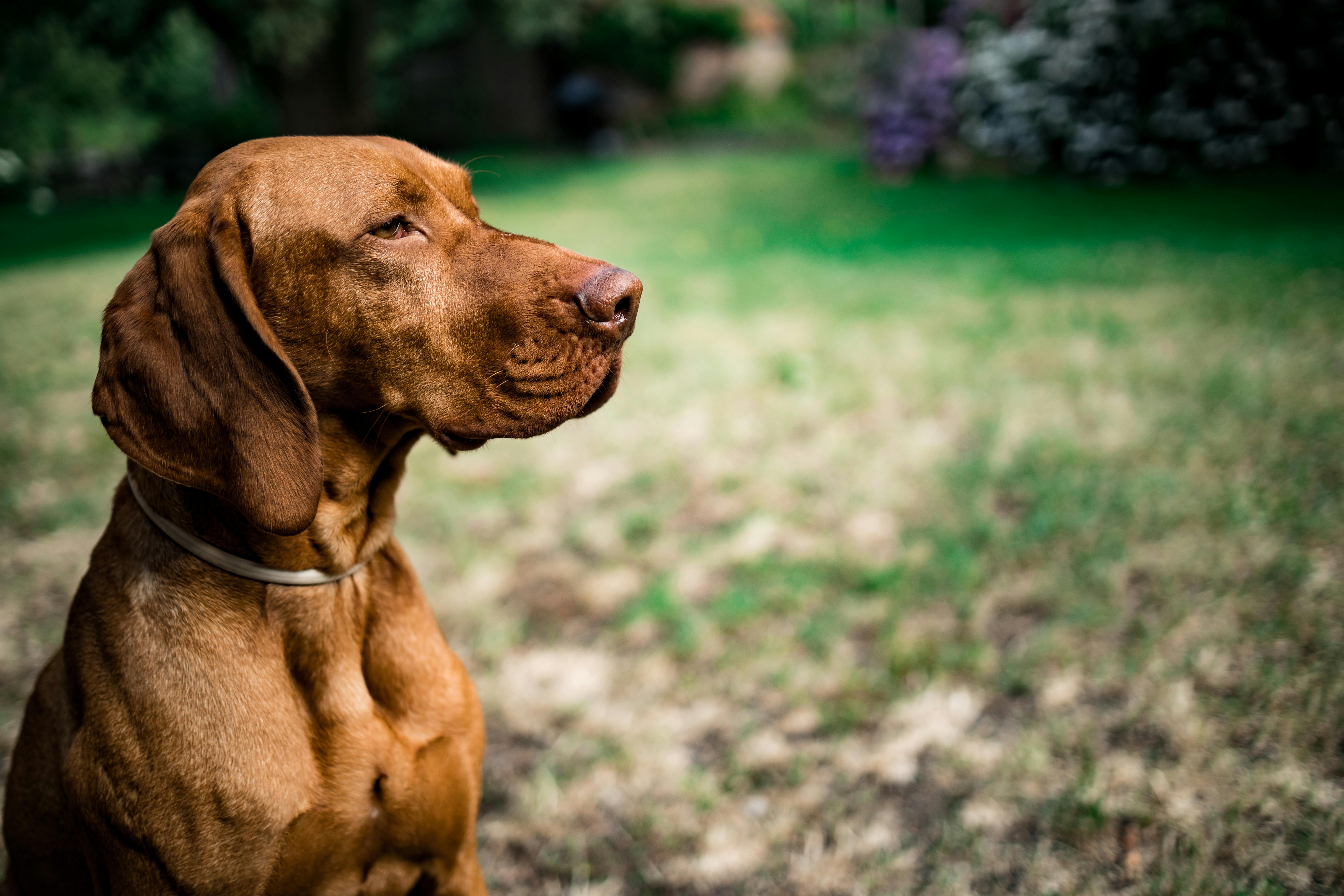 Selective Focus Photography Vizsla Dog