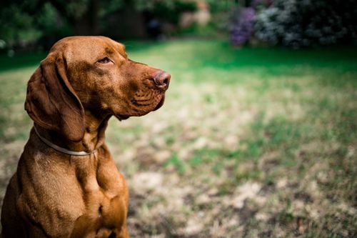 Free Elegant Vizsla dog in a lush Belgium garden, captured in bright daylight. Stock Photo