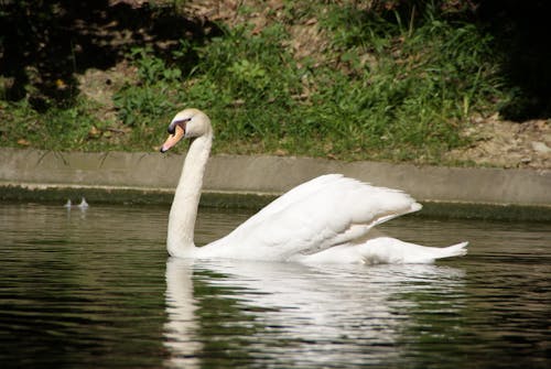 Família de cisne